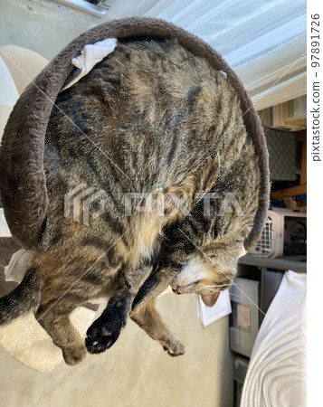 It is a pheasant cat that curls up into a circle on the cat tower. 97891726