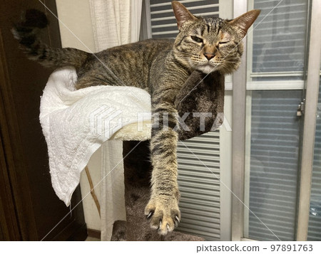 A pheasant cat that stretches out its hand and winks on the cat tower. 97891763