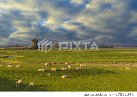 windmill with herd of sheep in Noord Holland, Netherlands 97892346