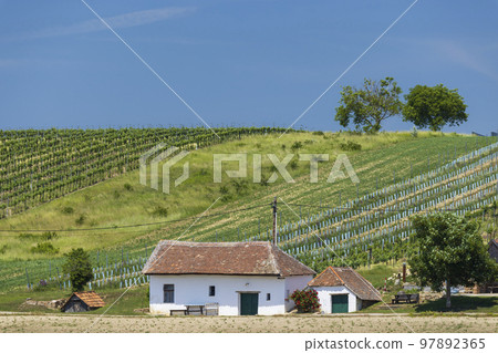 Traditional wine cellars street (kellergasse) in Diepolz near Mailberg, Lower Austria, Austria 97892365