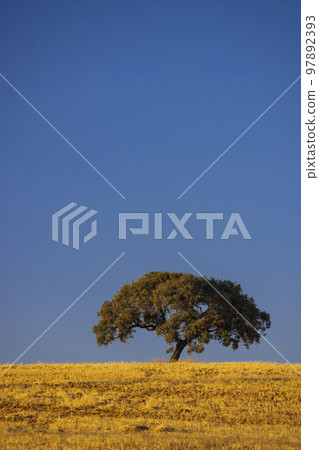lonely tree in Andalusian landscape, Spain lonely tree in Andalusian landscape, Spain 97892393