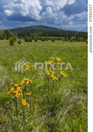 Typical spring landscape near Stozec, Nation park Sumava, Czech Republic Typical spring landscape near Stozec, Nation park Sumava, Czech Republic 97892427