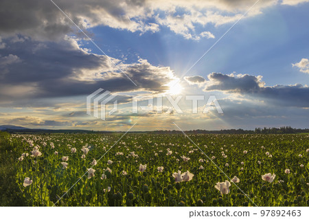 poppy field during sunset near Osoblaha, Czech Republic poppy field during sunset near Osoblaha, Czech Republic 97892463