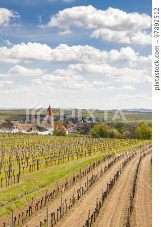 spring vineyards near Mitterretzbach in Lower Austria, Austria 97892512