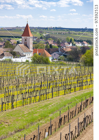 spring vineyards near Mitterretzbach in Lower Austria, Austria 97892513