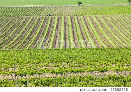 view of spring vineyards near Velke Pavlovice from lookout  tower, Southern Moravia, Czech Republic 97892558