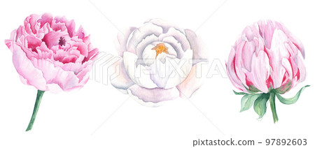 White and pink watercolor peony flowers set.... - Stock