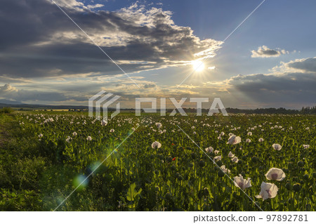 poppy field during sunset near Osoblaha, Czech Republic 97892781