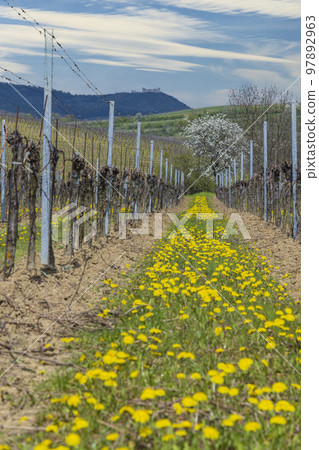 Spring vineyards under Palava near Milovice, Southern Moravia, Czech Republic Spring vineyards under Palava near Milovice, Southern Moravia, Czech Republic 97892963