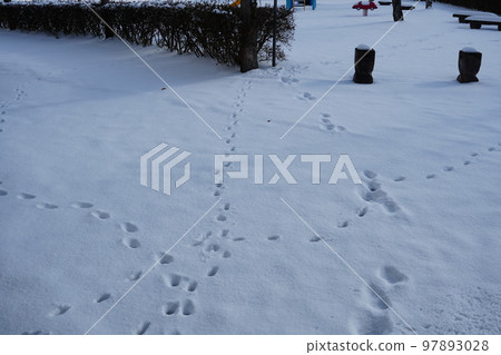 Footprints of a cute cat in an uninhabited park covered in snow 97893028