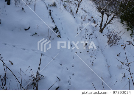 Footprints of a cute cat in an uninhabited park covered in snow Footprints of a cute cat in an uninhabited park covered in snow 97893054