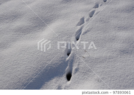 一隻可愛貓的腳印在一個被雪覆蓋的無人居住的公園裡 一隻可愛貓的腳印在一個被雪覆蓋的無人居住的公園裡 97893061