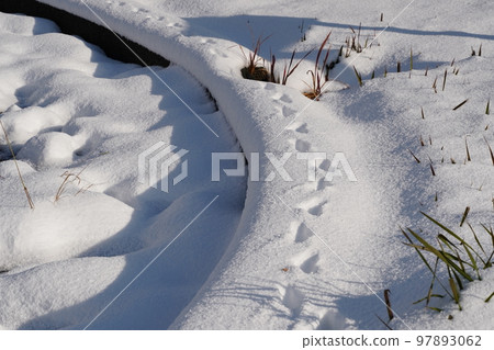 Footprints of a cute cat in an uninhabited park covered in snow Footprints of a cute cat in an uninhabited park covered in snow 97893062