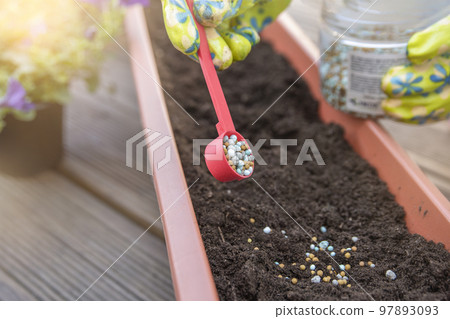 Fertilizers for flowers. The process of feeding flowers before planting in flower pots. Close-up woman's hand sprinkles the ground with fertilizer granules, the concept of gardening and floriculture. Fertilizers for flowers. The process of feeding flowers before planting in flower pots. Close-up woman's hand sprinkles the ground with fertilizer granules, the concept of gardening and floriculture. 97893093