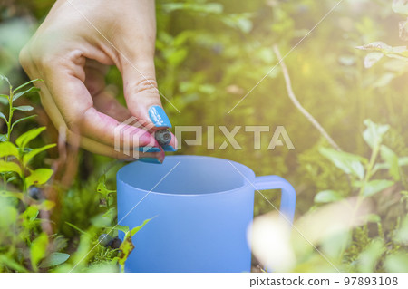 Pick blueberries. A woman gathers wild blueberries in the forest. Close-up hand picks a blueberry from a bush. Pick blueberries. A woman gathers wild blueberries in the forest. Close-up hand picks a blueberry from a bush. 97893108