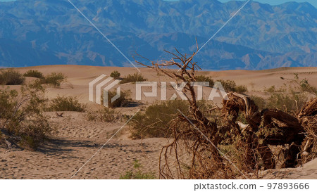 Sand Dunes at Death Valley National Park - Mesquite Flat Sand Dunes 97893666