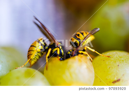 Two common wasps eat one white overripe grape, heads deep in the grape Two common wasps eat one white overripe grape, heads deep in the grape 97893920