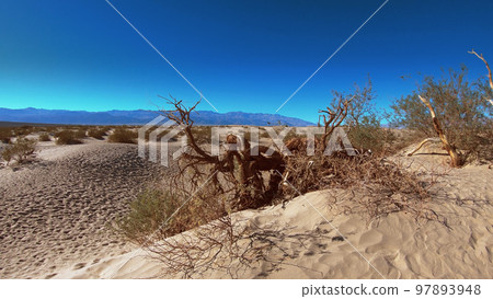 Mesquite flat sand dunes in Death Valley National Park 97893948