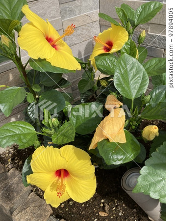 夏日微風，七月底路邊盛開的一株黃芙蓉。 97894005