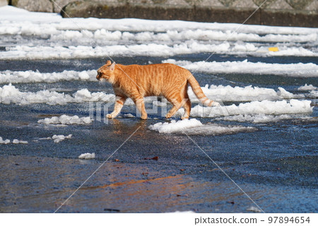 Stray cats don't curl up under the kotatsu even when the snow piles up, and they go around their daily routine. 97894654