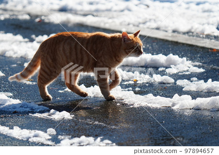 Stray cats don't curl up under the kotatsu even when the snow piles up, and they go around their daily routine. 97894657