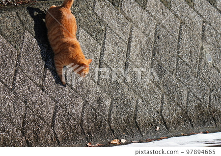 Stray cats don't curl up under the kotatsu even when the snow piles up, and they go around their daily routine. 97894665