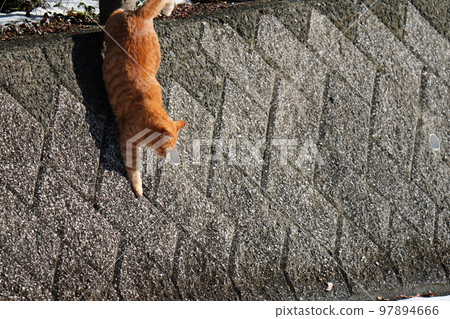 Stray cats don't curl up under the kotatsu even when the snow piles up, and they go around their daily routine. 97894666