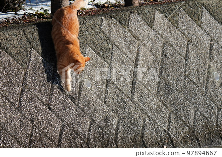 流浪貓即使下大雪也不會蜷縮在被爐下，它們每天都在做著自己的事情。 97894667