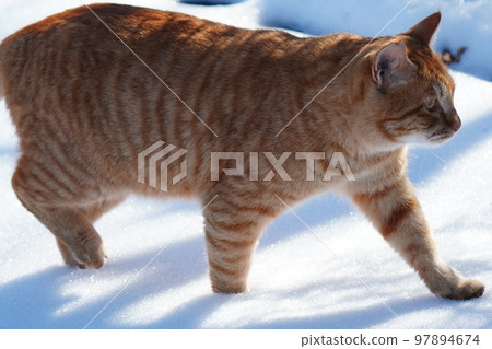 Stray cats don't curl up under the kotatsu even when the snow piles up, and they go around their daily routine. 97894674