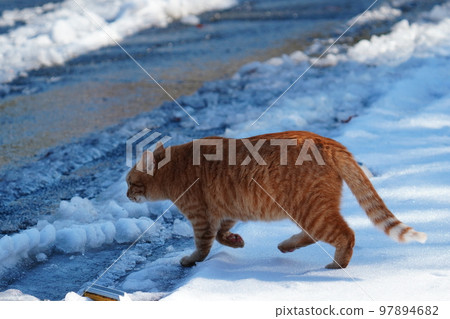 Stray cats don't curl up under the kotatsu even when the snow piles up, and they go around their daily routine. 97894682