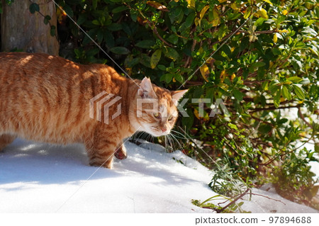 Stray cats don't curl up under the kotatsu even when the snow piles up, and they go around their daily routine. 97894688