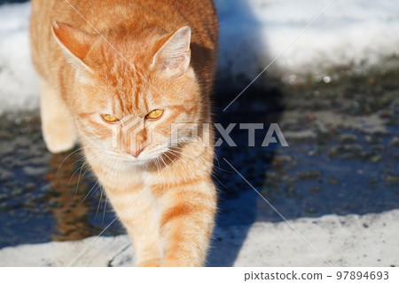 Stray cats don't curl up under the kotatsu even when the snow piles up, and they go around their daily routine. 97894693