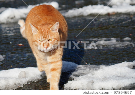 流浪貓即使下大雪也不會蜷縮在被爐下，它們每天都在做著自己的事情。 97894697