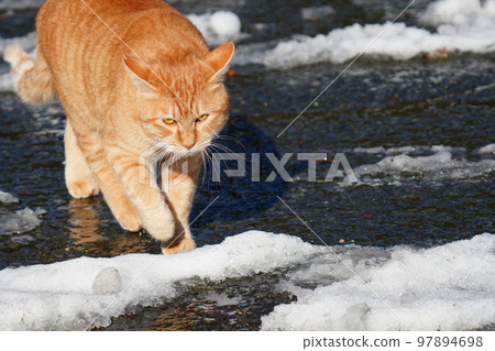 Stray cats don't curl up under the kotatsu even when the snow piles up, and they go around their daily routine. 97894698