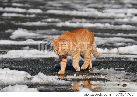 Stray cats don't curl up under the kotatsu even when the snow piles up, and they go around their daily routine. 97894706