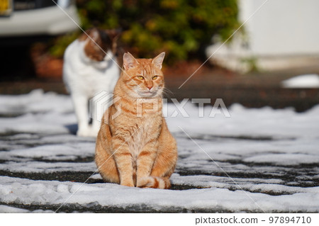 Stray cats don't curl up under the kotatsu even when the snow piles up, and they go around their daily routine. 97894710
