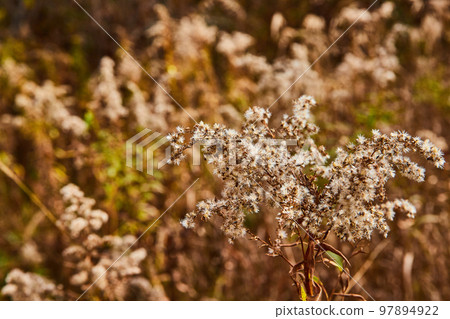 Detail of fall field plants with tiny cotton patches Detail of fall field plants with tiny cotton patches 97894922