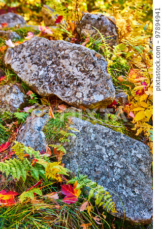 Detail of forest ground in fall with yellow leaves and focus on small boulders covered in lichen Detail of forest ground in fall with yellow leaves and focus on small boulders covered in lichen 97894941