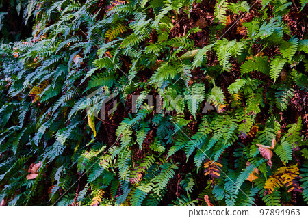 Detail of crisp fern plants covering forest wall with fall colors under Detail of crisp fern plants covering forest wall with fall colors under 97894963
