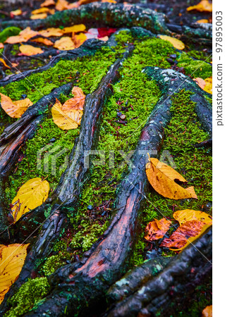 Detail of exposed tree roots surrounded by moss and yellow fall leaves 97895003