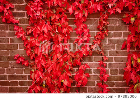 Detail of brick wall straight on with red vines growing over Detail of brick wall straight on with red vines growing over 97895006