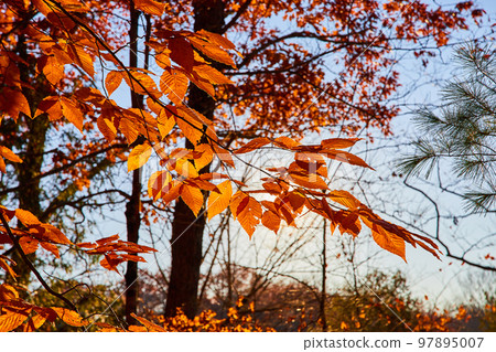 Detail of orange leaves on forest trees in detail of late fall Detail of orange leaves on forest trees in detail of late fall 97895007