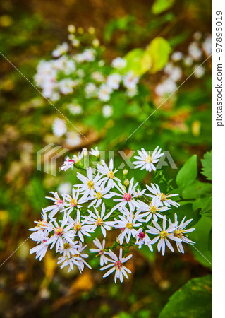 Detail of small white flowers in warm light with soft background 97895019
