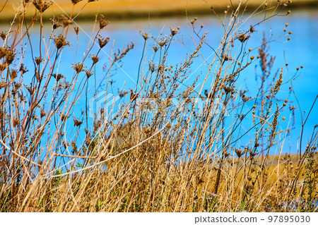 Detail of yellow grasses in marsh Detail of yellow grasses in marsh 97895030