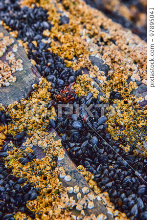 Detail of rocks on low tide covered in hundreds of tiny mollusks and barnacles 97895041