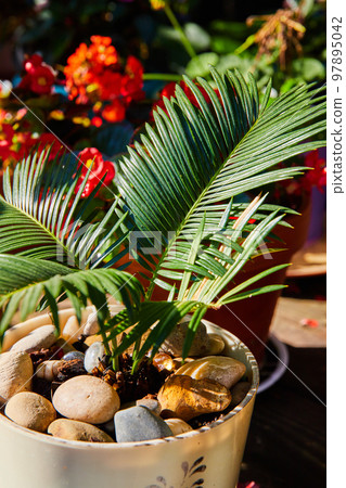 Detail of zen garden plant in pot surrounded by flowers 97895042