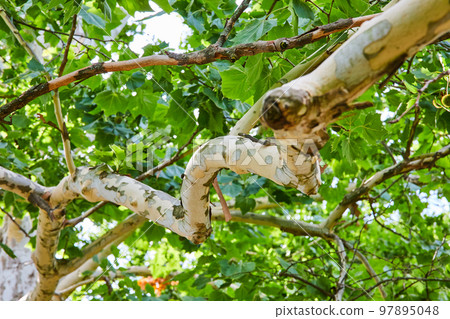 Detail of tree branch with white and peeling bark layers Detail of tree branch with white and peeling bark layers 97895048