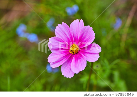 Detail of pink and yellow wildflower blossom with blue flowers soft in background Detail of pink and yellow wildflower blossom with blue flowers soft in background 97895049