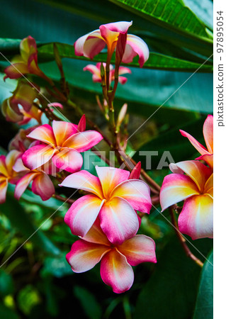 Detail of stunning rainforest flowers of pink and orange Detail of stunning rainforest flowers of pink and orange 97895054