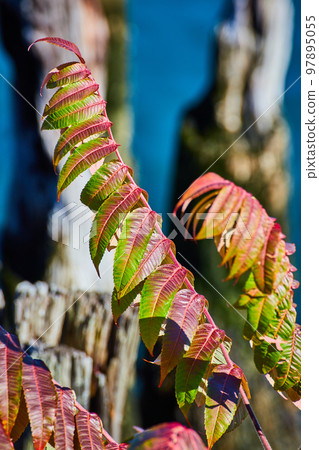 Detail of red and green fall plant with pilings for dock soft in background Detail of red and green fall plant with pilings for dock soft in background 97895055